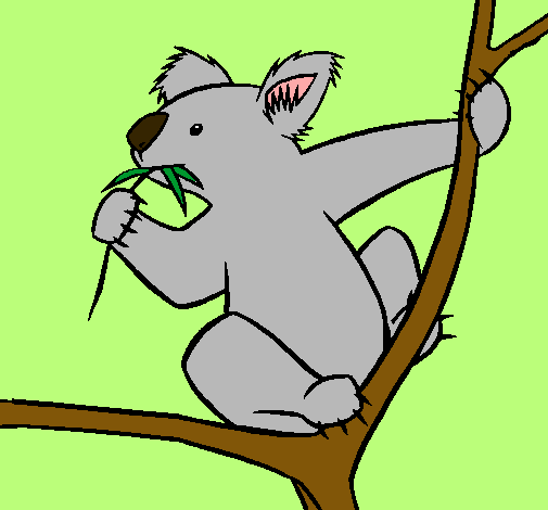 Koala