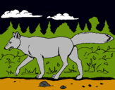 Dibujo Coyote pintado por kevinnn