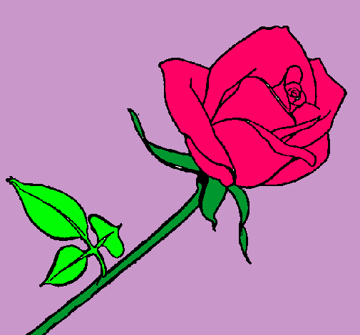 Rosa