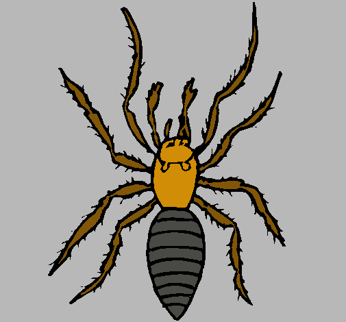 Araña tigre