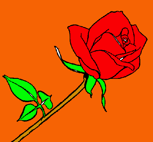 Rosa