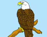 Dibujo Águila en una rama pintado por alvares