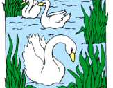 Dibujo Cisnes pintado por motio