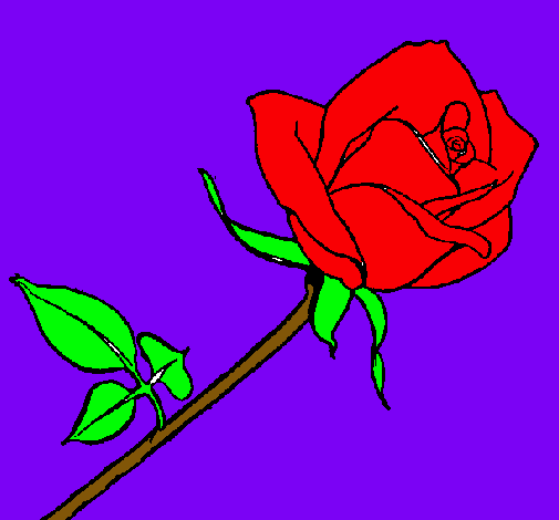 Rosa