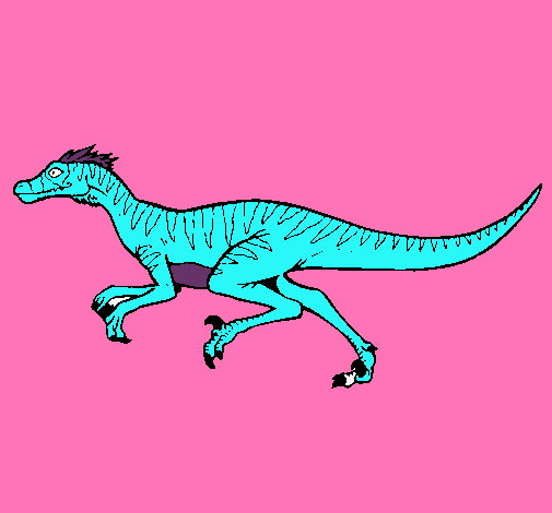 Velociraptor