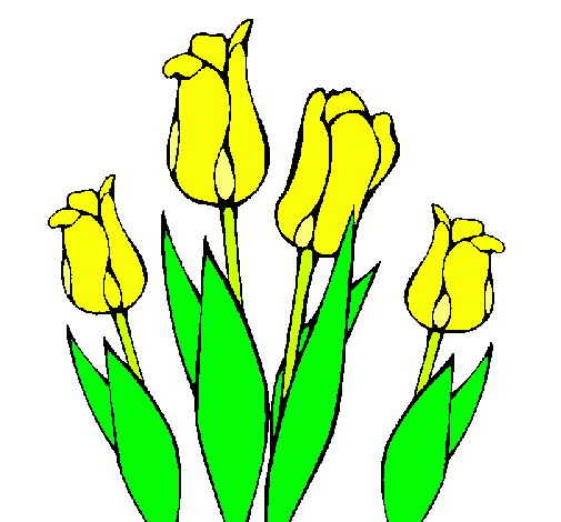 Tulipanes