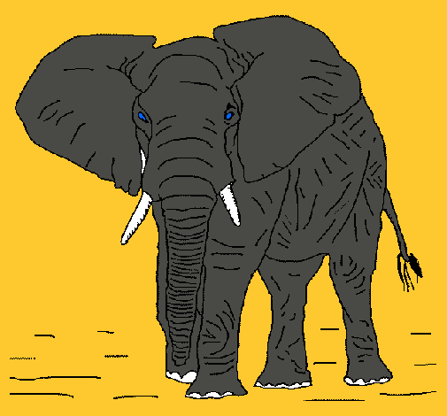 Elefante