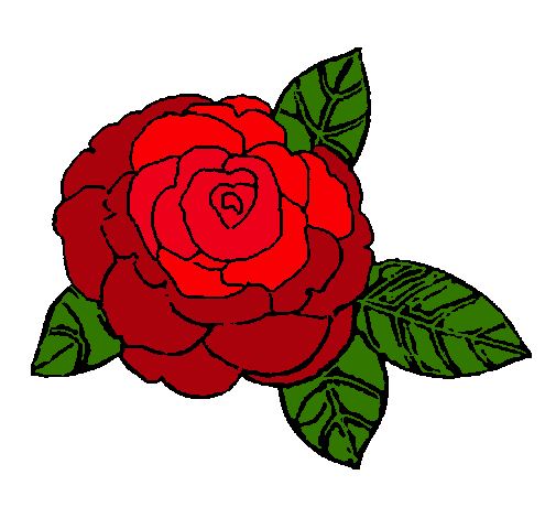 Rosa