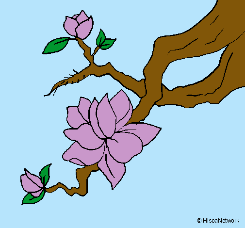 Dibujo Flor de almendro pintado por rosalu