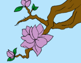 Dibujo Flor de almendro pintado por rosalu