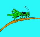 Dibujo Saltamontes en una rama pintado por michellel