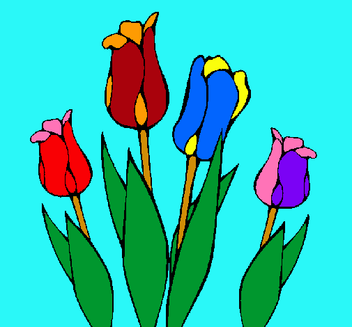 Tulipanes