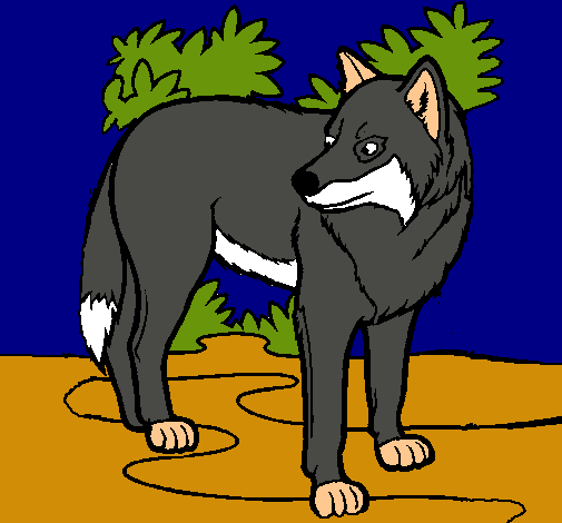 Lobo