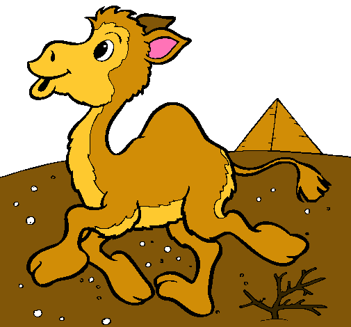 Camello