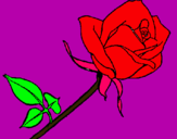 Dibujo Rosa pintado por hu45