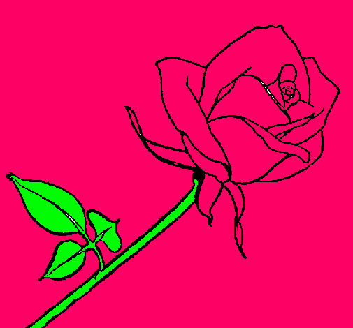 Rosa