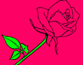 Dibujo Rosa pintado por falah