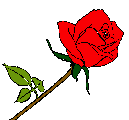 Rosa