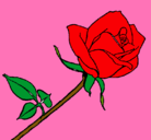 Dibujo Rosa pintado por vgbhbj