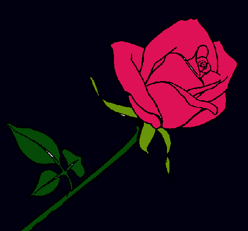 Rosa