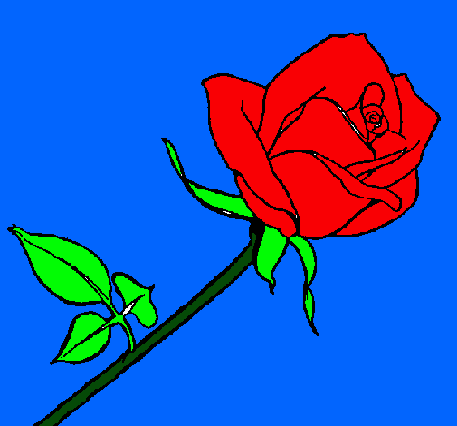 Rosa