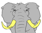 Dibujo Elefante africano pintado por janicececect