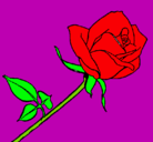 Dibujo Rosa pintado por bymx100pre