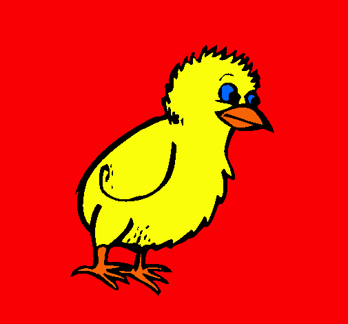 Pollito