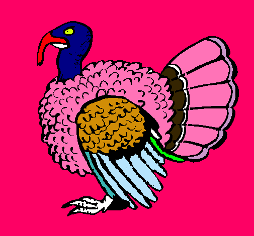 Pavo 