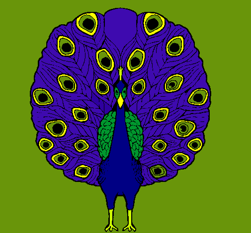 Pavo real