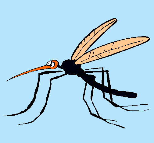 Mosquito