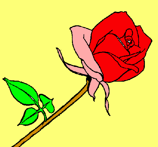 Rosa