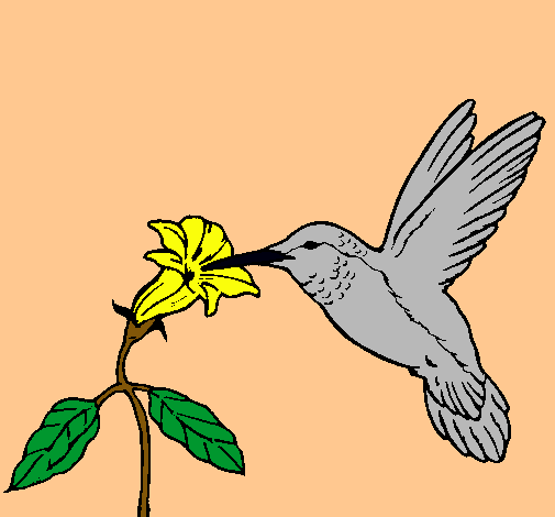 Colibrí y una flor