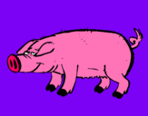 Dibujo Cerdo con pezuñas negras pintado por jupiter