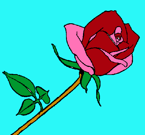 Rosa