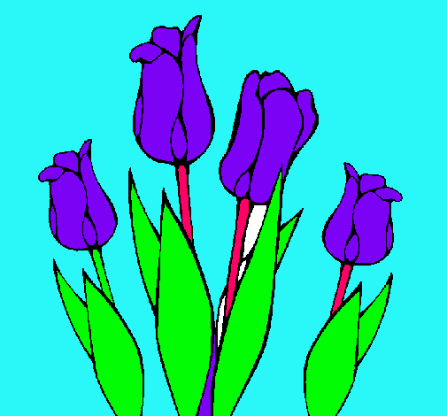 Tulipanes