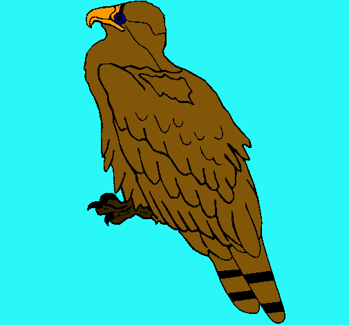 Águila