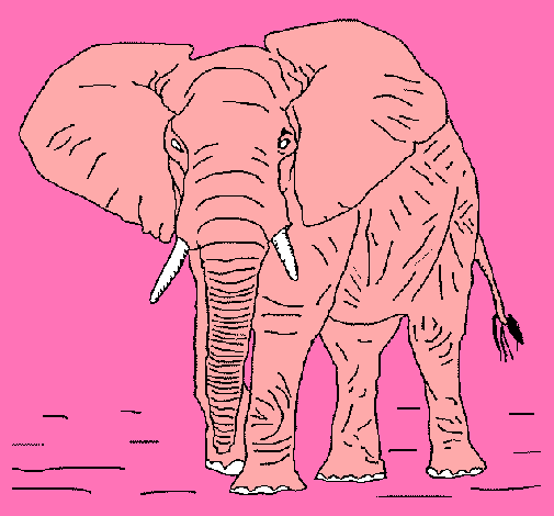 Elefante