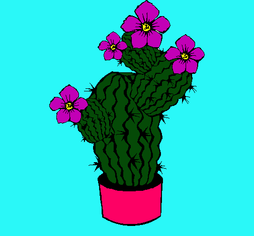 Flores de cactus