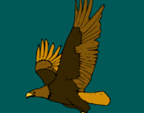 Dibujo Águila volando pintado por zfgwhsdhgcer