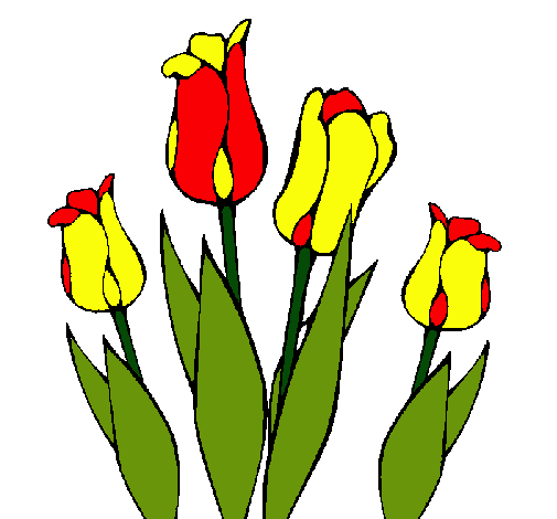 Tulipanes