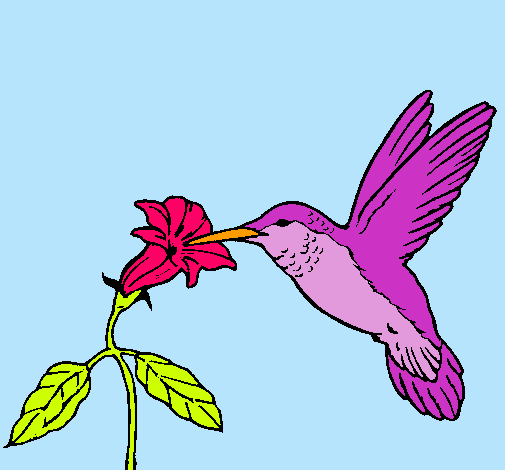 Colibrí y una flor