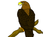 Dibujo Águila en una rama pintado por yobo