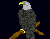 Dibujo Águila en una rama pintado por uiytyit