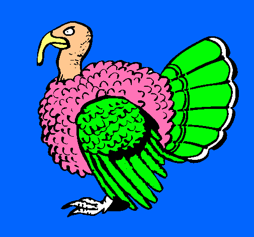 Pavo 