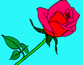 Dibujo Rosa pintado por fernand0