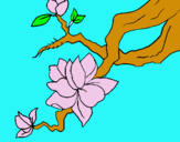 Dibujo Flor de almendro pintado por vana