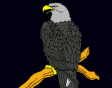 Dibujo Águila en una rama pintado por FDBFVGJFGBJF