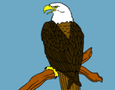 Dibujo Águila en una rama pintado por rodriga