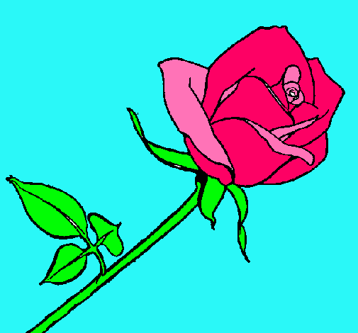 Rosa